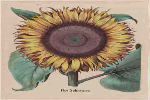 (Unidentified artist Large Sunflower Flos Solis Maiorplate 1 from part 5B Besler Hortus Eystettensis)