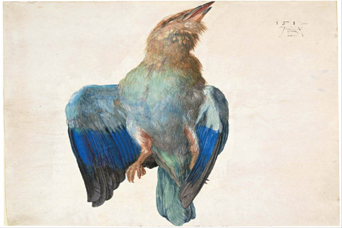 (Albrecht Dürer (1471–1528)-Dead Blue Roller, 1500 (or 1512))