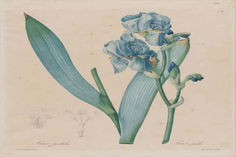 (De Gouyafter Pierre- Joseph Redout?Dalmatian Iris Iris pallida plate)