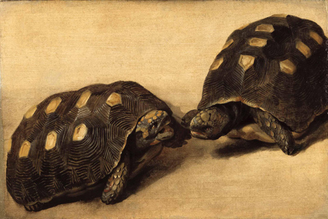 《研究两只巴西龟》(Albert Eckhout - Study of Two Brazilian Tortoises)